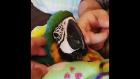 CuteParrotsVideosCompilationcutemomentoftheanimalsSooCute1p15