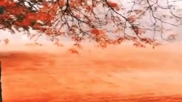 Red Leep Tree Nature Beauty