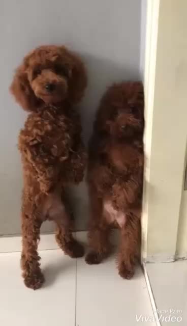 Funny cute fluffy dogs standing 😅😅