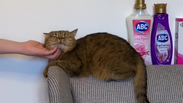 Adorable cat cleans up the house after messing it up