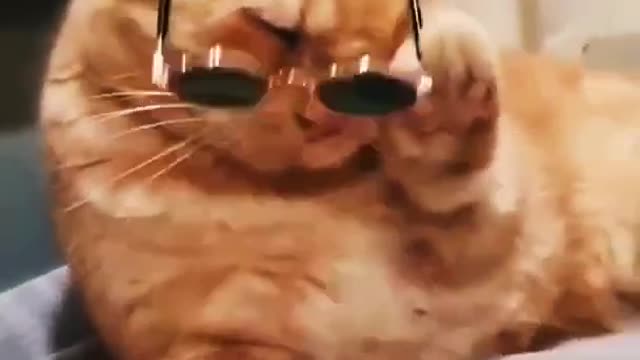 funny and cute cat video