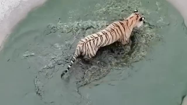 tiger trapped in mud