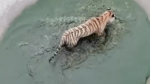 tiger trapped in mud