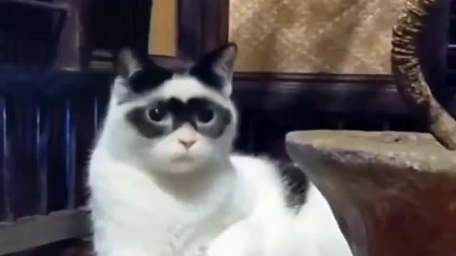 Sunglasses cat