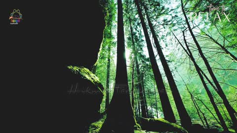 Relaxing Music | Sleeping, Meditation, Stress Relief | [303] ⭐️