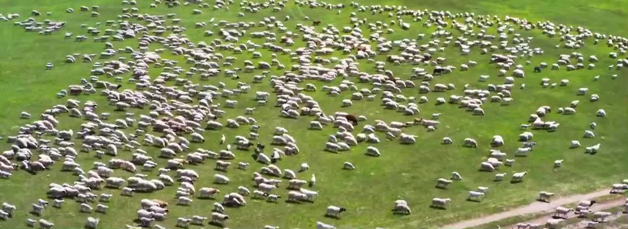 Herds of cattle and sheep on the grassland, how spectacular it is