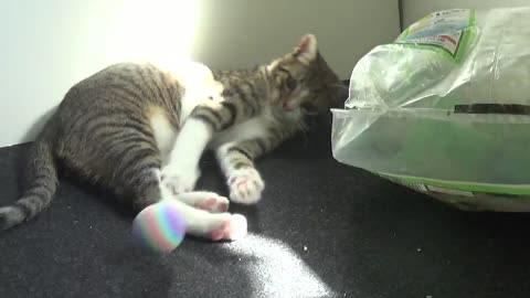 Funny Little Cat Plays with Plastic Bag