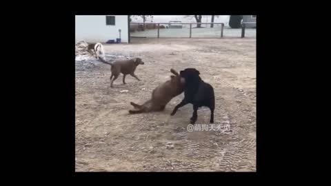 Animals never fail to make us laugh Super funny animal compilation, 🐶 Confuse Behavior