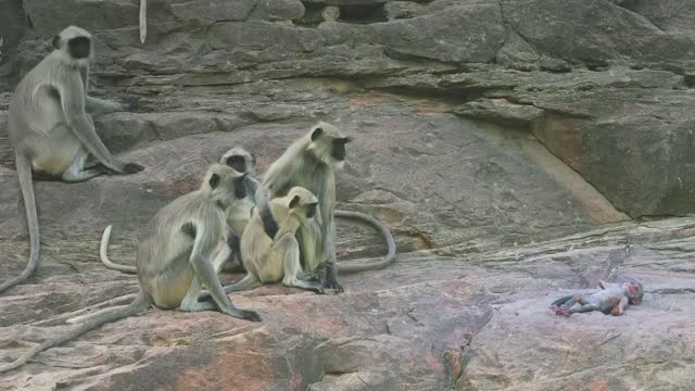 Langur monkeys grieve over fake monkey.