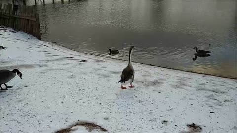 Geese Slide Downhill on Ice 😄