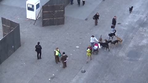 Some street dog try to attack police dog on the street 🧐🧐🧐