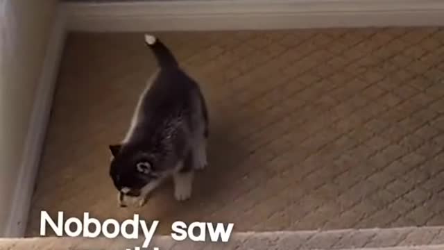 Funny animal video//