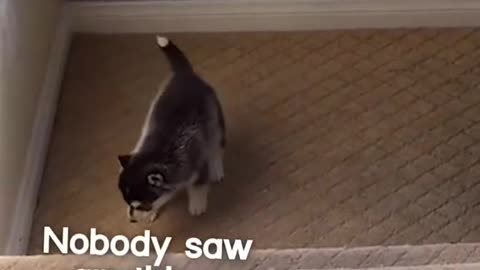 Funny animal video//