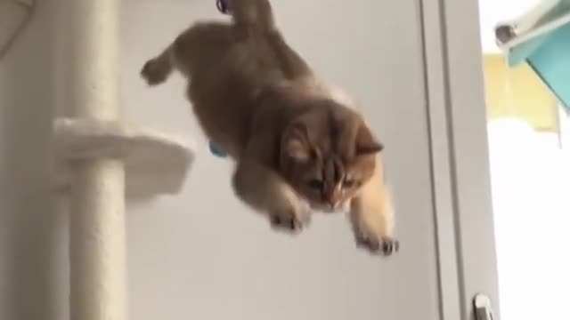 Funny Cat