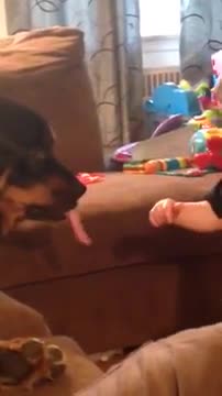 Niño intenta atrapar la lengua de un perro mientras lo besa