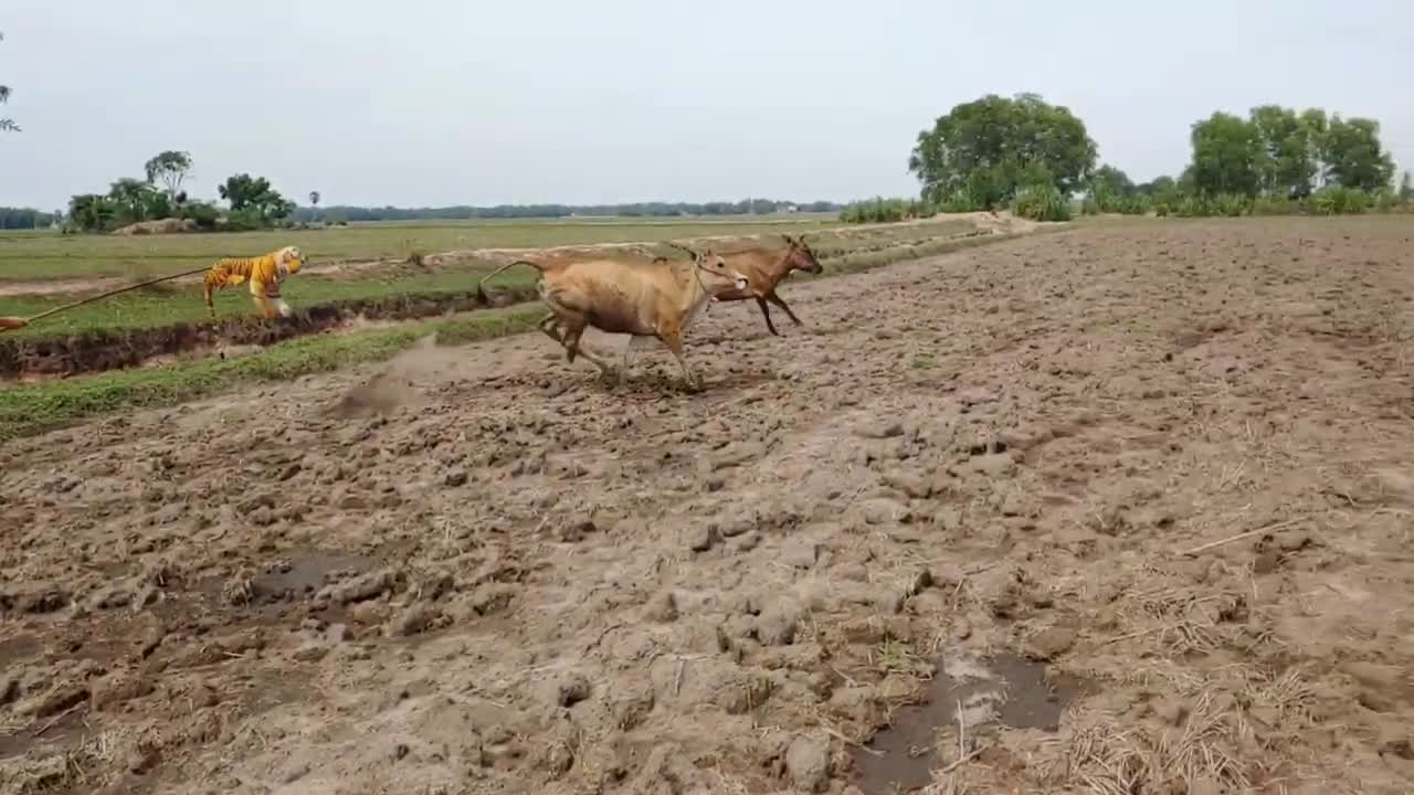 fake tiger prank on cow