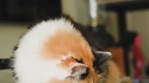 Cute and amazing cat video