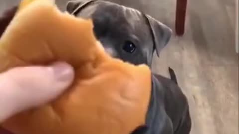 Baby Dogs - Cute and Funny Dog Video