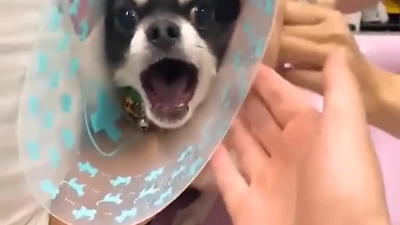 Dog funny reaction on injection