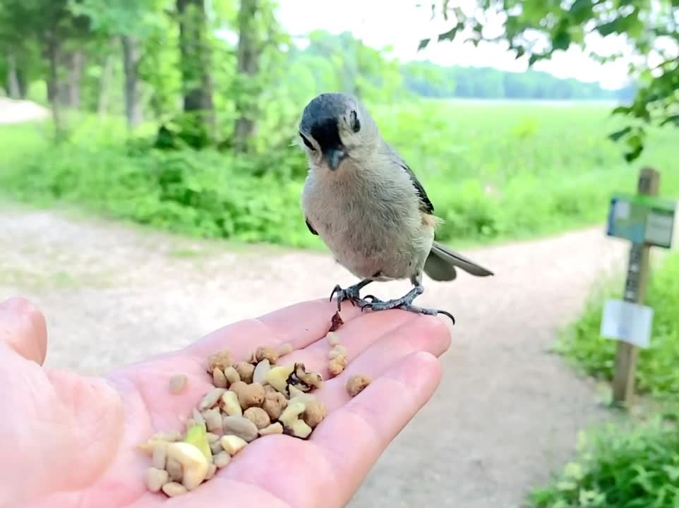 Majestic Video Footage of Hand-Feeding the Tufted Titmouse in Slow Motion