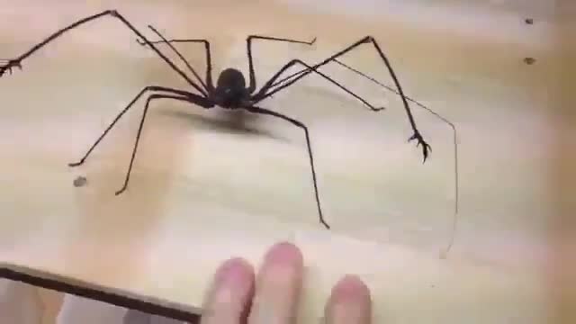 Spider phryn is angry