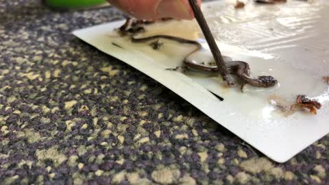 Skink Saved from Sticky Trap