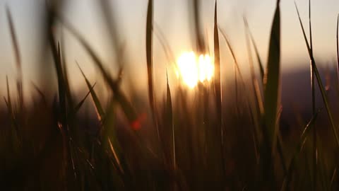 Macro Photography Of Grass Leaves With The Sunset In The Background