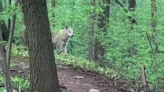 Man and Dog Meet a Wolf While out for a Walk