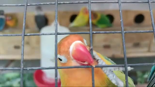 Cute love bird parrot