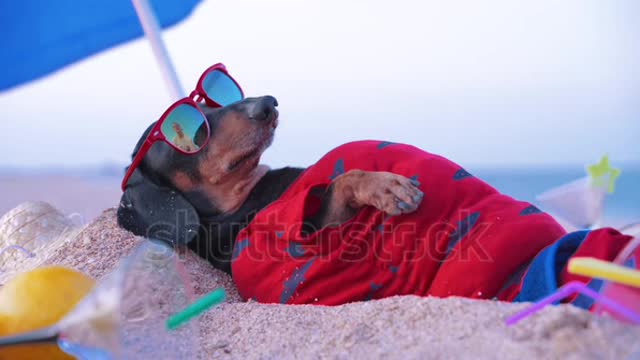 A dog lies sunbathing on the beachfront at summer vacation, wearing coconut cocktail