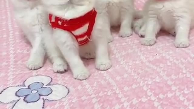 😂OMG So Cute Cats 😹 Best Funny Cat Videos 2021