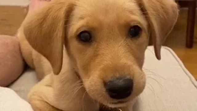 How To Teach LABRADOR PUPPY Better Than Anyone Else