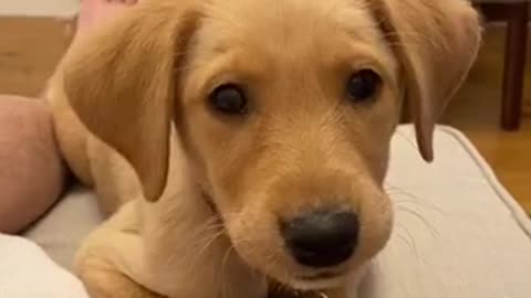 How To Teach LABRADOR PUPPY Better Than Anyone Else