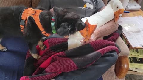 The dog Lil is helping George clean the soles of his feet.