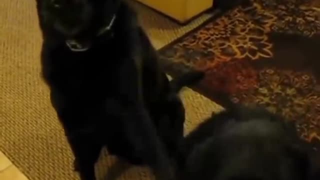 Cute Labrador blaming his cookie thief dog brother