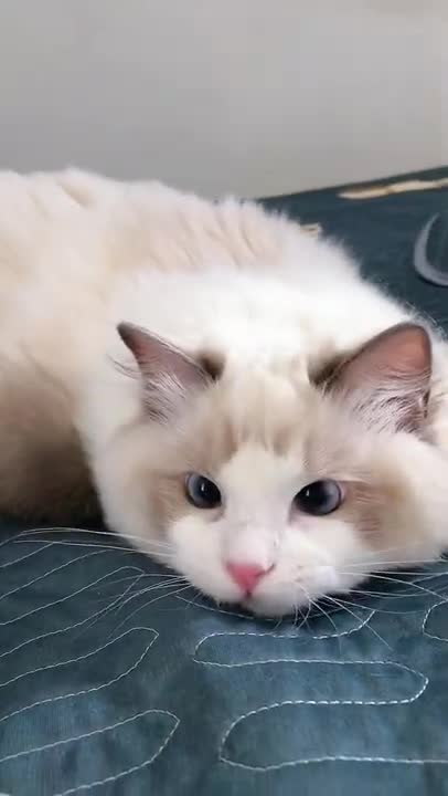 cute little cat watching you makes you laugh!