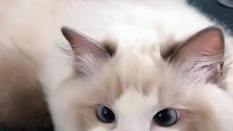 cute little cat watching you makes you laugh!