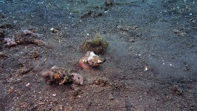 Watch The Venomous Scorpion Fish Hunt And Catch Its Prey