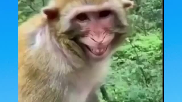 Funny Videos 2021 Viral Try Not To Lough!!