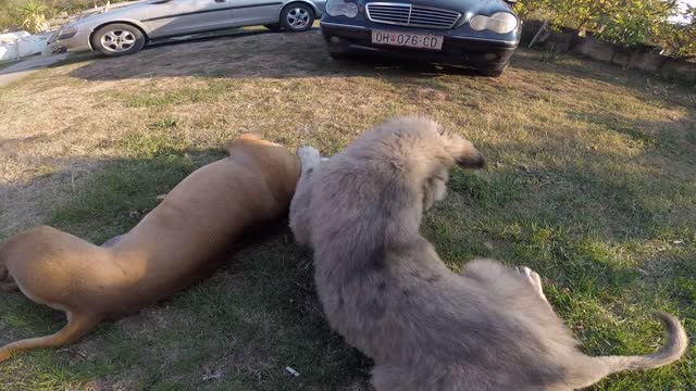 3 years old Pit bull vs. 6 months old,original macedonian dog, Sar-planinec.