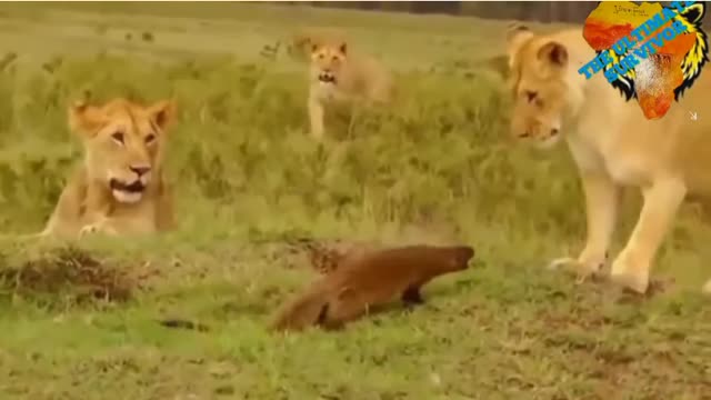 Honey badger vs Lion