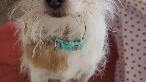 Daisy She's The Queen