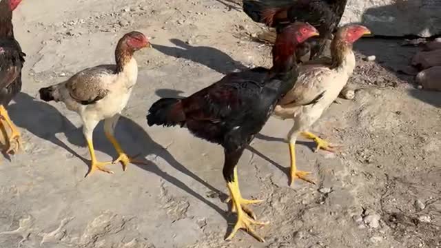 Fighting roosters