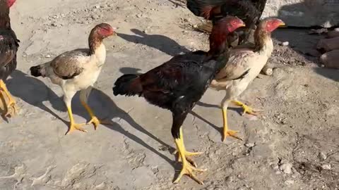 Fighting roosters