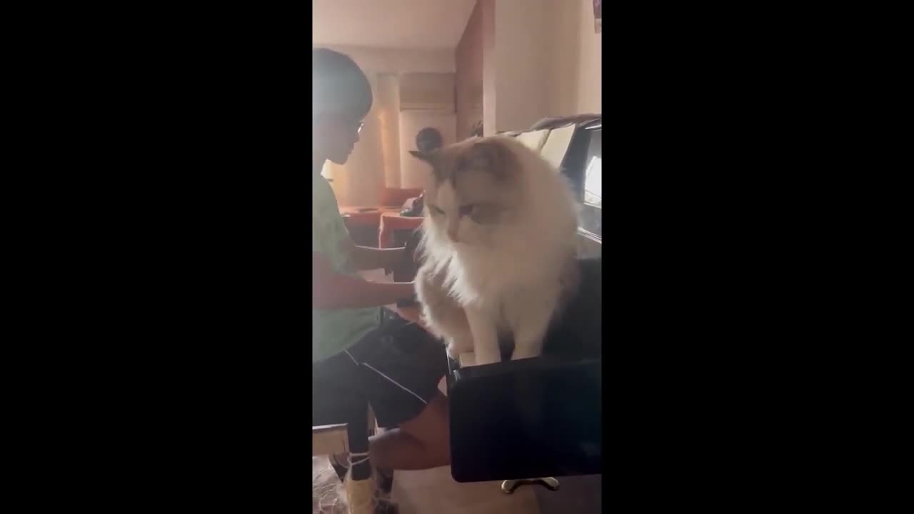 Funny Dogs, Cats and Animals Videos TRY Not to Laugh!