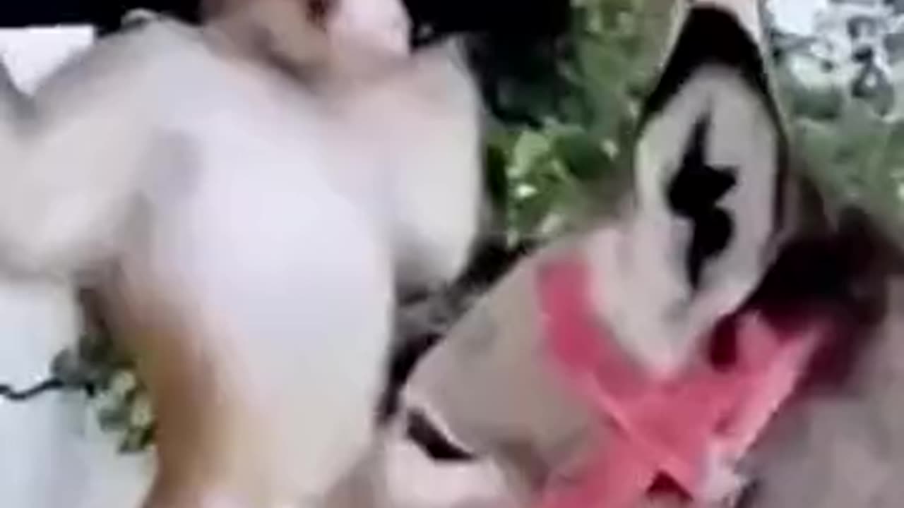 funny video