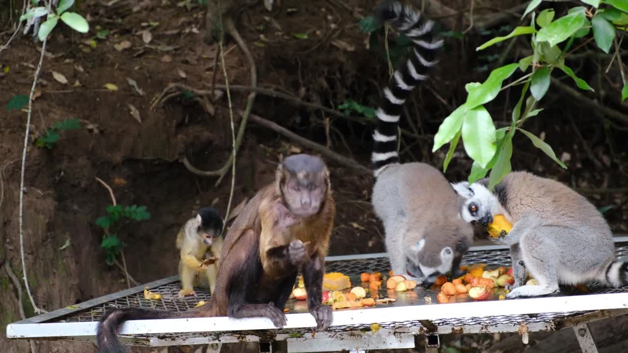 cute pets