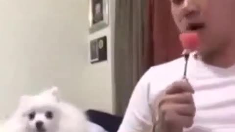 Funny dogs moment
