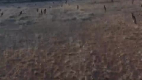Kangaroo Stampede