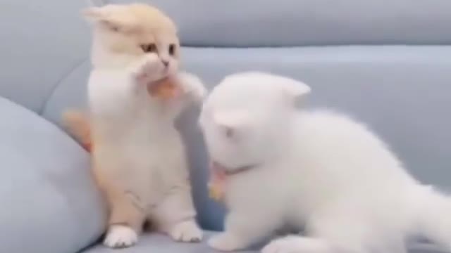 Cute Cat #cat